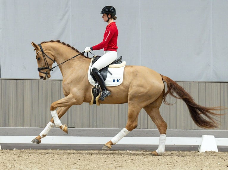 Oldenbourg Hongre 4 Ans Alezan in Münster-Handorf