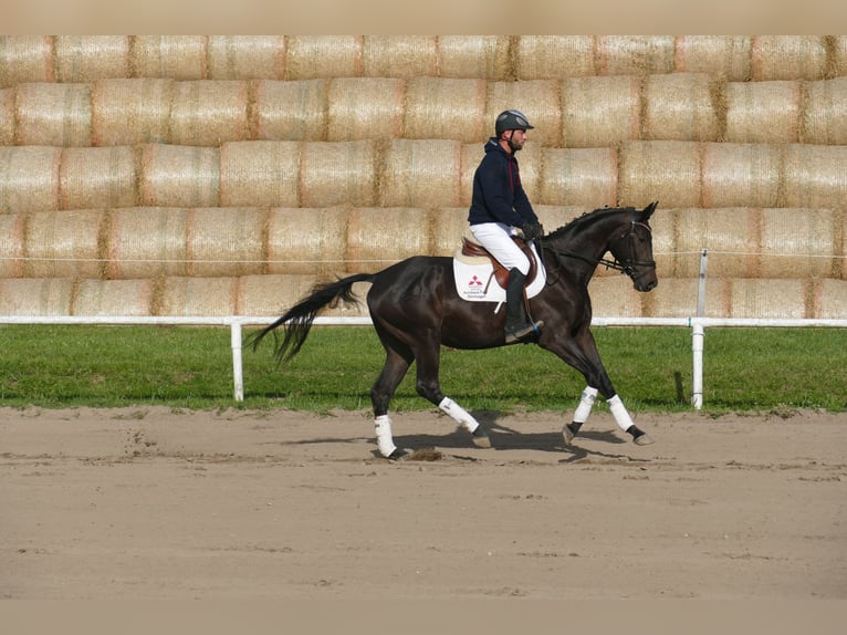 Oldenbourg Hongre 4 Ans Bai brun in Ganschow