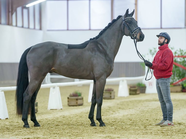 Oldenbourg Hongre 4 Ans Bai brun in Münster-Handorf