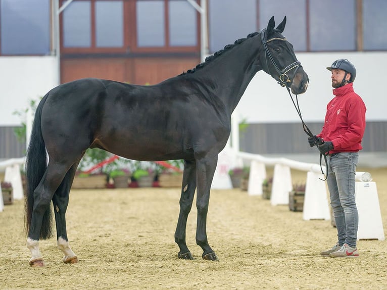 Oldenbourg Hongre 4 Ans Bai brun foncé in Münster-Handorf