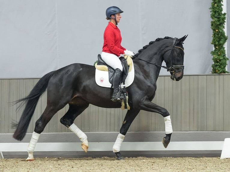 Oldenbourg Hongre 4 Ans Bai brun foncé in Münster-Handorf