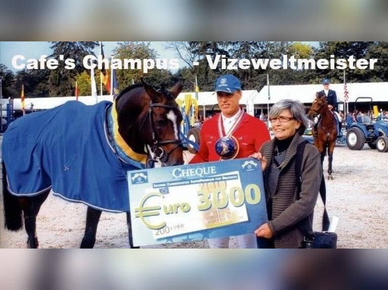 Oldenbourg Hongre 4 Ans Bai in Bramsche