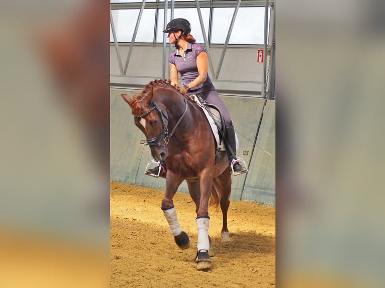 Oldenbourg Hongre 5 Ans 160 cm Alezan in Walddorfhäslach