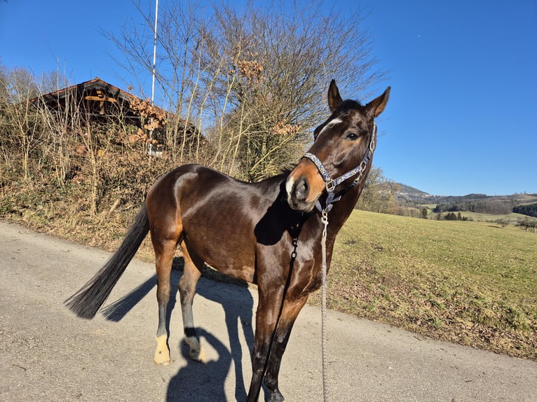 Oldenbourg Hongre 5 Ans 160 cm Bai brun foncé in Ottenbach