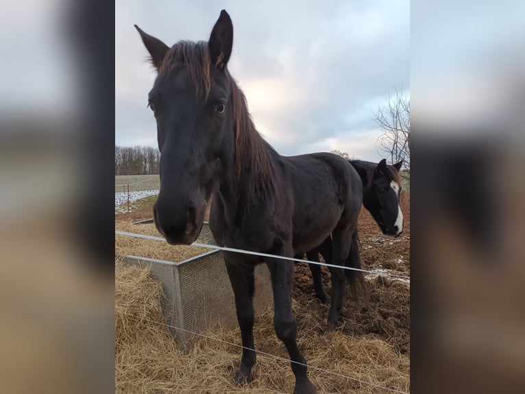 Oldenbourg Hongre 5 Ans 160 cm Bai brun foncé in Neukirchen/Pleiße