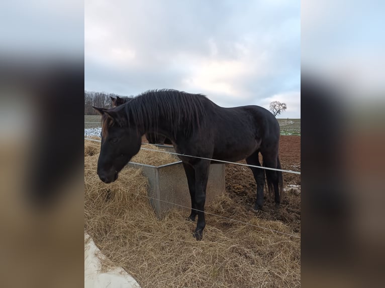 Oldenbourg Hongre 5 Ans 160 cm Bai brun foncé in Neukirchen/Pleiße