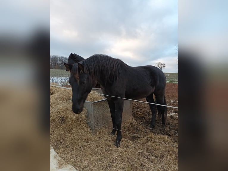 Oldenbourg Hongre 5 Ans 160 cm Bai brun foncé in Neukirchen/Pleiße