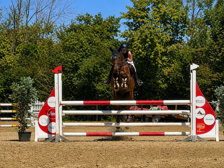 Oldenbourg Hongre 5 Ans 160 cm Bai in Oberursel