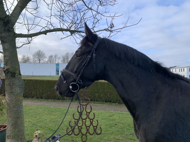 Oldenbourg Hongre 5 Ans 160 cm Noir in Barntrup