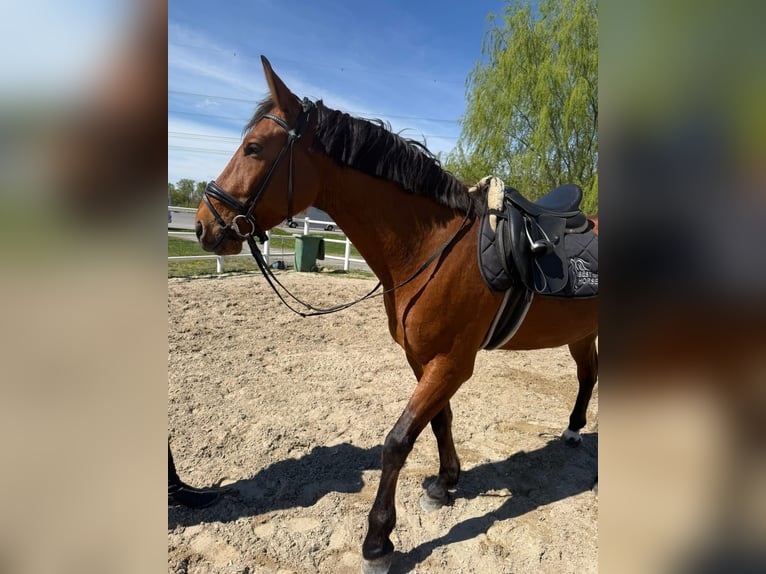 Oldenbourg Croisé Hongre 5 Ans 162 cm  in Ebreichsdorf