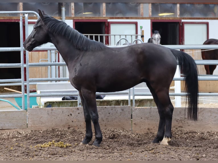 Oldenbourg Hongre 5 Ans 162 cm Noir in Balsthal