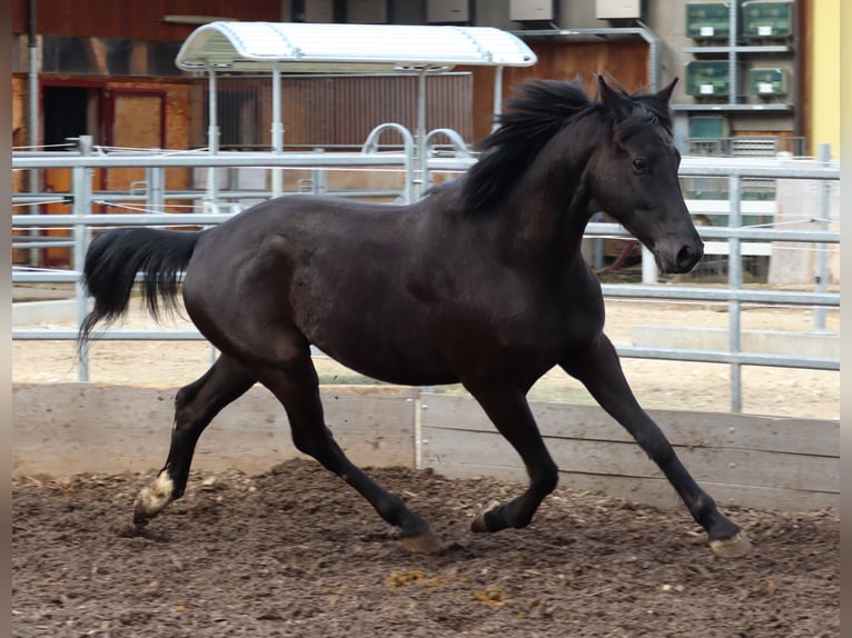 Oldenbourg Hongre 5 Ans 162 cm Noir in Balsthal