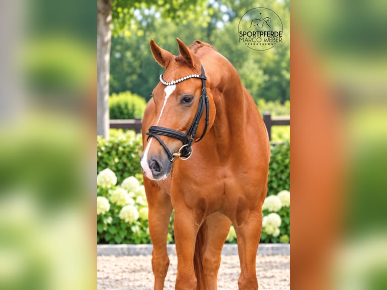 Oldenbourg Hongre 5 Ans 163 cm Alezan in Löningen