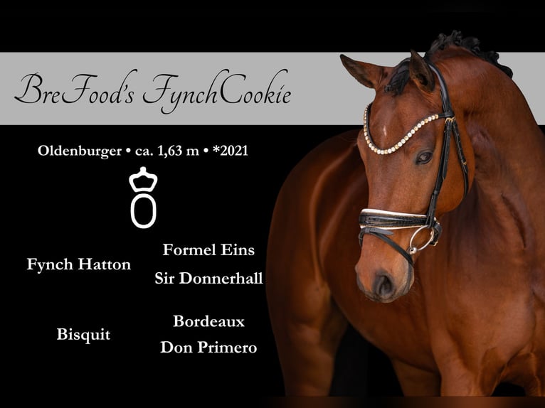 Oldenbourg Hongre 5 Ans 163 cm Bai in Wehringen