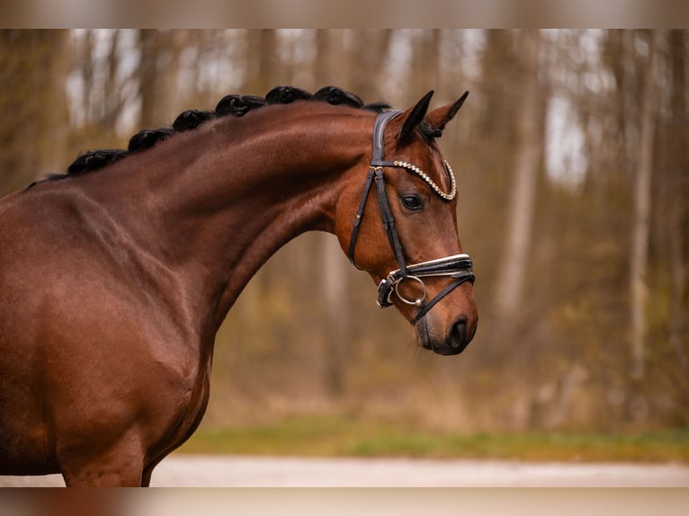 Oldenbourg Hongre 5 Ans 163 cm Bai in Wehringen