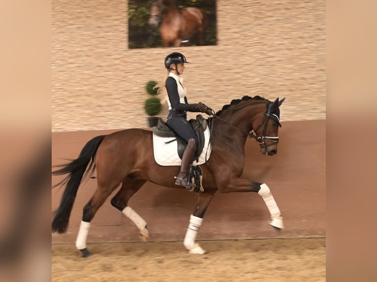 Oldenbourg Hongre 5 Ans 163 cm Bai in Wehringen