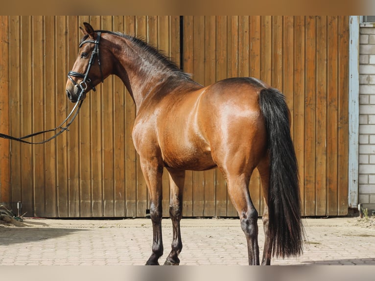 Oldenbourg Hongre 5 Ans 163 cm Bai in Wedemark