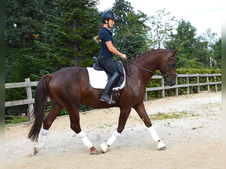 Oldenbourg Hongre 5 Ans 164 cm Alezan in Milín