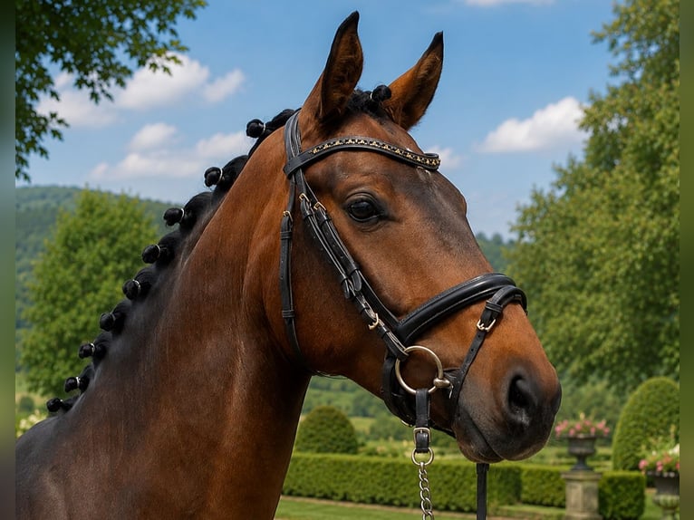 Oldenbourg Hongre 5 Ans 164 cm Bai brun in Wernau