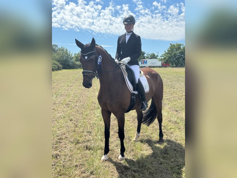 Oldenbourg Hongre 5 Ans 164 cm Bai in Mannheim