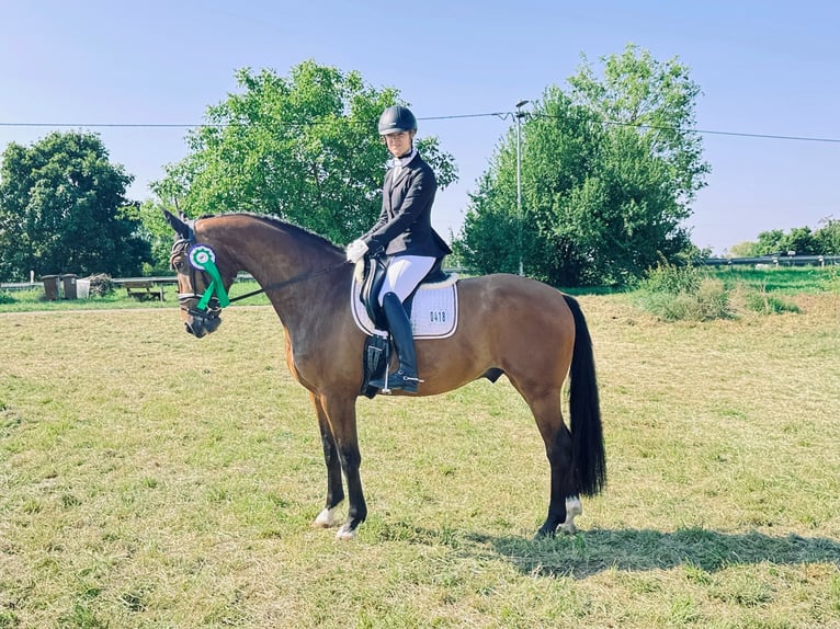 Oldenbourg Hongre 5 Ans 164 cm Bai in Mannheim