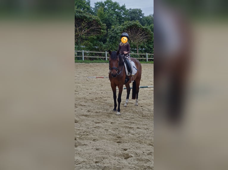Oldenbourg Hongre 5 Ans 164 cm Bai in Friesoythe