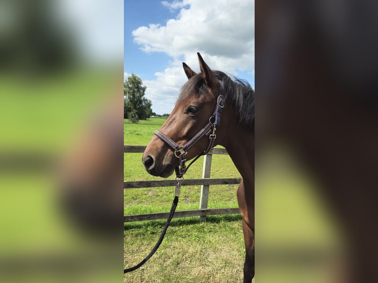 Oldenbourg Hongre 5 Ans 164 cm Bai in Friesoythe