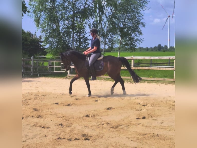 Oldenbourg Hongre 5 Ans 164 cm Bai in Friesoythe