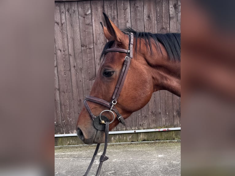 Oldenbourg Hongre 5 Ans 164 cm Bai in Bocholtz