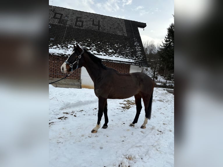 Oldenbourg Hongre 5 Ans 165 cm Bai brun in Schöder