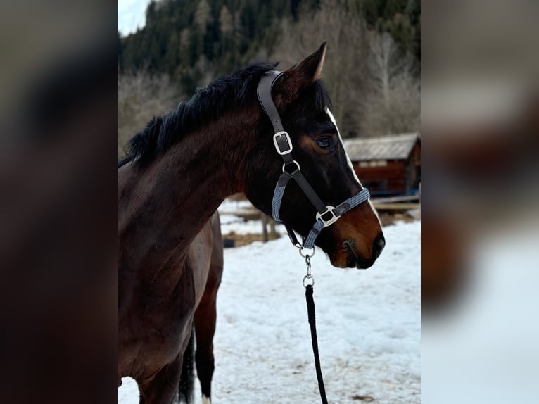 Oldenbourg Hongre 5 Ans 165 cm Bai brun in Schöder