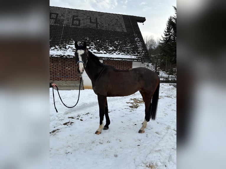 Oldenbourg Hongre 5 Ans 165 cm Bai brun in Schöder