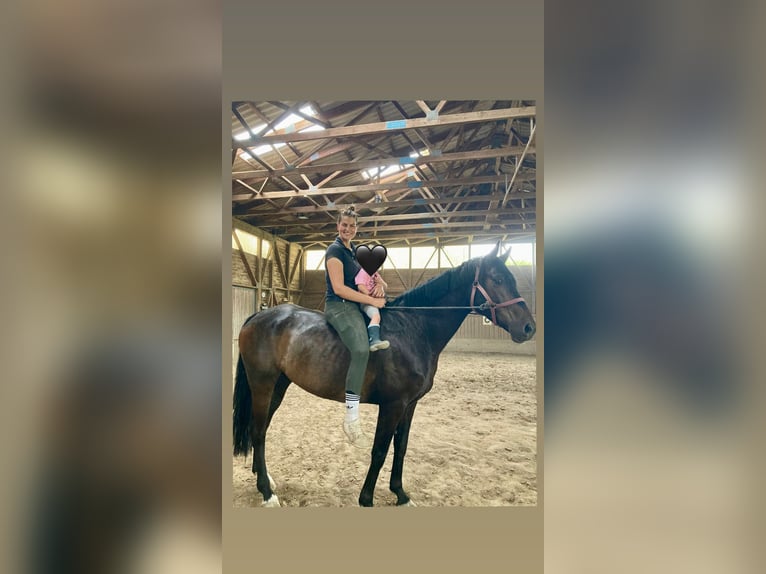 Oldenbourg Hongre 5 Ans 165 cm Bai brun in Trautskirchen