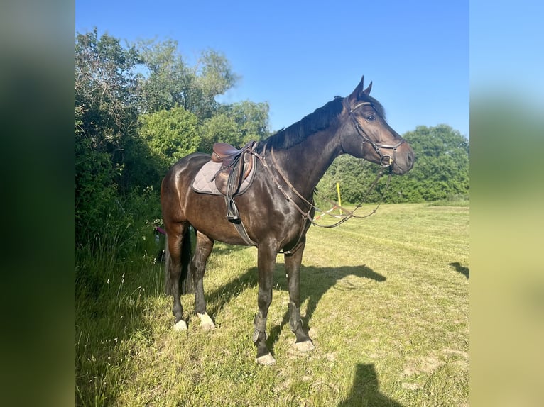 Oldenbourg Hongre 5 Ans 165 cm Bai brun in Trautskirchen