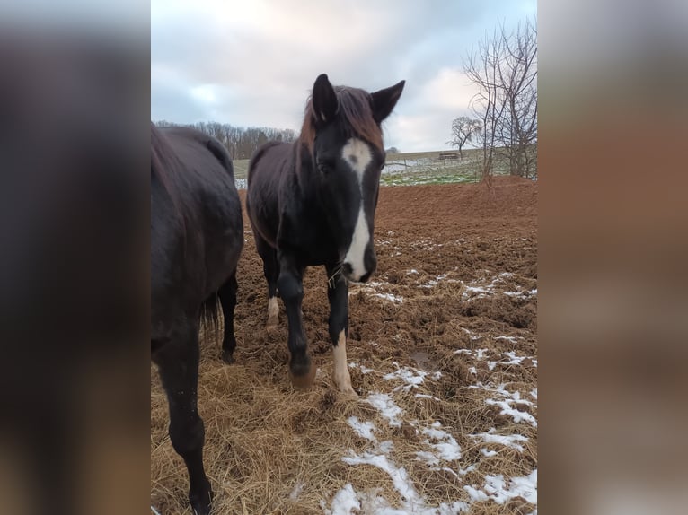 Oldenbourg Hongre 5 Ans 165 cm Bai brun foncé in Neukirchen/Pleiße