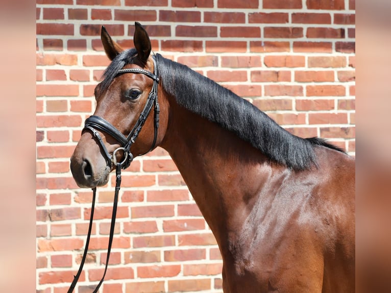 Oldenbourg Hongre 5 Ans 165 cm Bai in Rhede