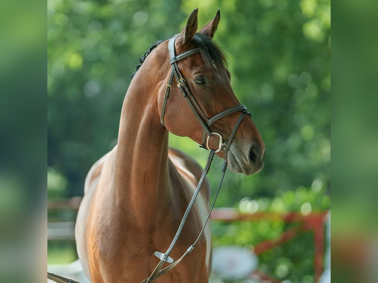 Oldenbourg Hongre 5 Ans 165 cm Bai in Münster