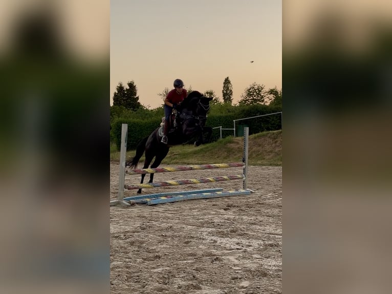 Oldenbourg Hongre 5 Ans 165 cm Noir in Münzenberg