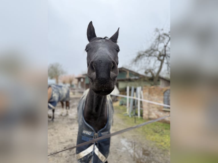 Oldenbourg Hongre 5 Ans 165 cm Noir in Gelsenkirchen