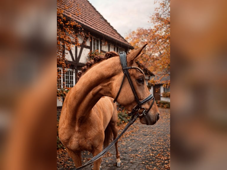 Oldenbourg Hongre 5 Ans 166 cm Alezan in Bielefeld