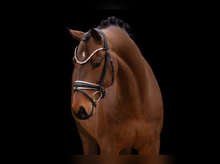 Oldenbourg Hongre 5 Ans 166 cm Bai brun in Wehringen