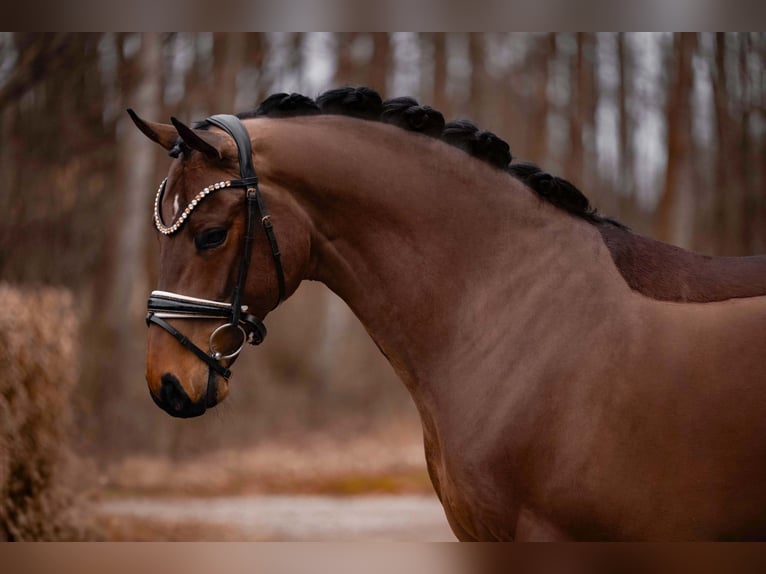 Oldenbourg Hongre 5 Ans 166 cm Bai brun in Wehringen