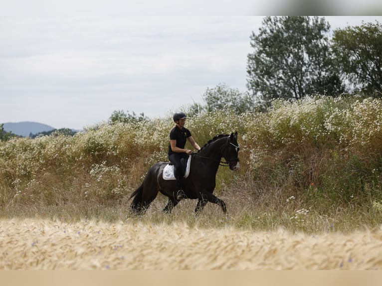 Oldenbourg Hongre 5 Ans 166 cm Bai brun in Ritzing
