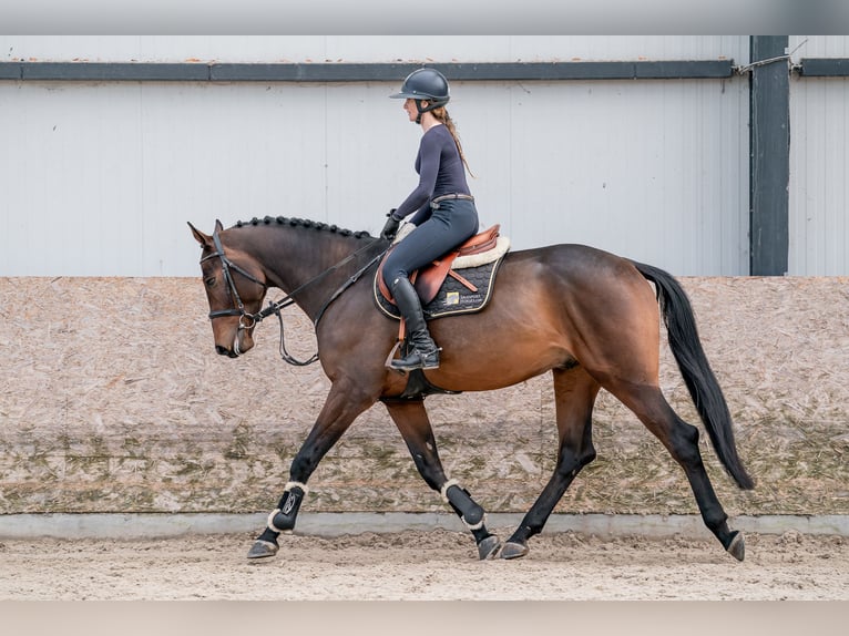 Oldenbourg Hongre 5 Ans 166 cm Bai brun in Zduchovice