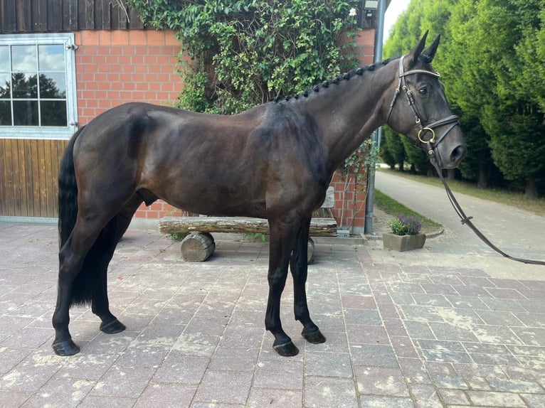 Oldenbourg Hongre 5 Ans 166 cm Bai brun foncé in Verden (Aller)