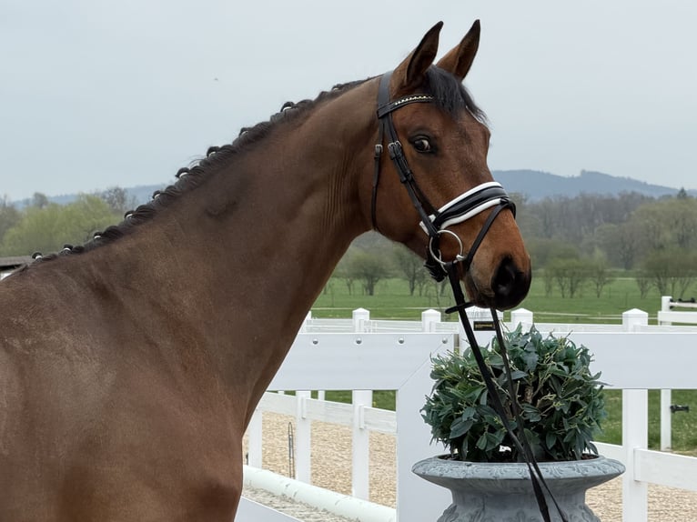 Oldenbourg Hongre 5 Ans 166 cm Bai in Riedlingen