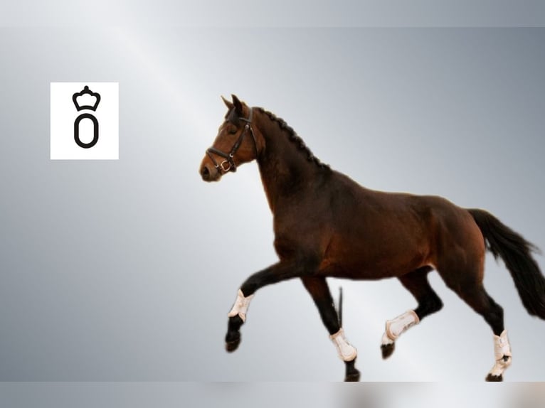 Oldenbourg Hongre 5 Ans 166 cm Bai in Ciemne