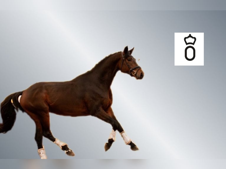 Oldenbourg Hongre 5 Ans 166 cm Bai in Ciemne