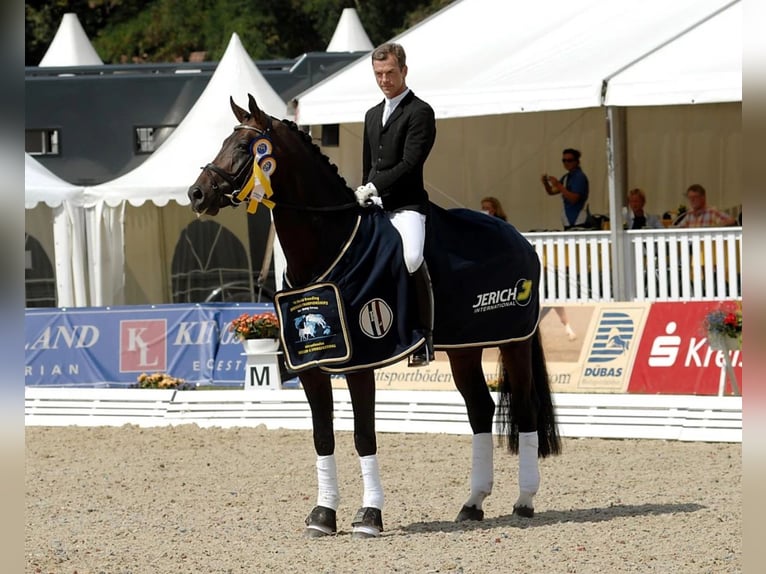 Oldenbourg Hongre 5 Ans 166 cm Bai in Ciemne