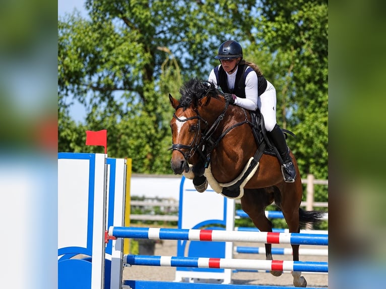 Oldenbourg Hongre 5 Ans 166 cm Bai in Silberstedt
